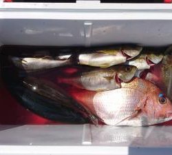はじめ丸 釣果