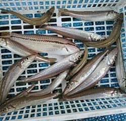 フィッシングガイド りょう 釣果