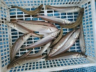 フィッシングガイド りょう 釣果