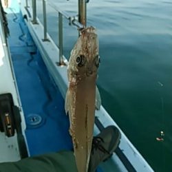 フィッシングガイド りょう 釣果