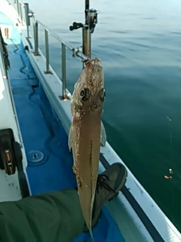 フィッシングガイド りょう 釣果