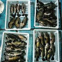 フィッシングガイド りょう 釣果