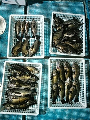 フィッシングガイド りょう 釣果