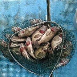 フィッシングガイド りょう 釣果