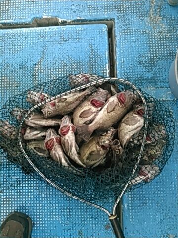 フィッシングガイド りょう 釣果