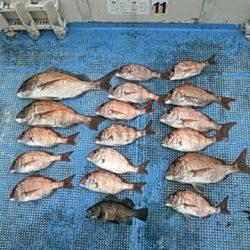 フィッシングガイド りょう 釣果