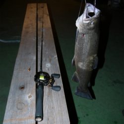 としまえんフィッシングエリア 釣果