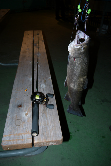 としまえんフィッシングエリア 釣果