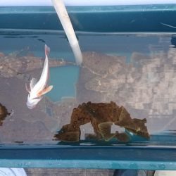 小樽港遊漁船SHAKE 釣果