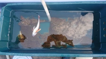 小樽港遊漁船SHAKE 釣果