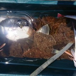 小樽港遊漁船SHAKE 釣果