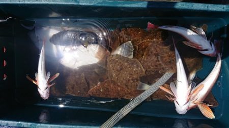 小樽港遊漁船SHAKE 釣果