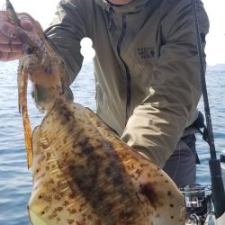 ソルトウォーターガイドフレンズ 釣果