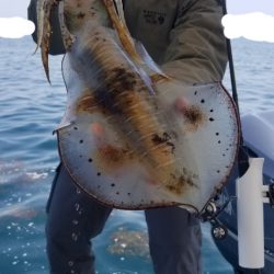 ソルトウォーターガイドフレンズ 釣果