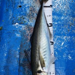 海龍丸（石川） 釣果