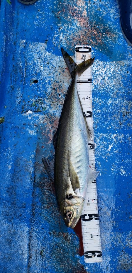 海龍丸（石川） 釣果