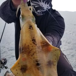 ソルトウォーターガイドフレンズ 釣果