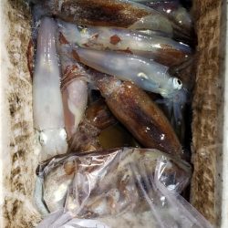 海龍丸(石川) 釣果