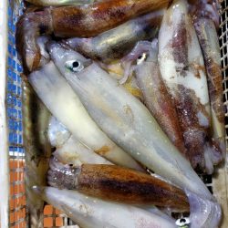 海龍丸(石川) 釣果