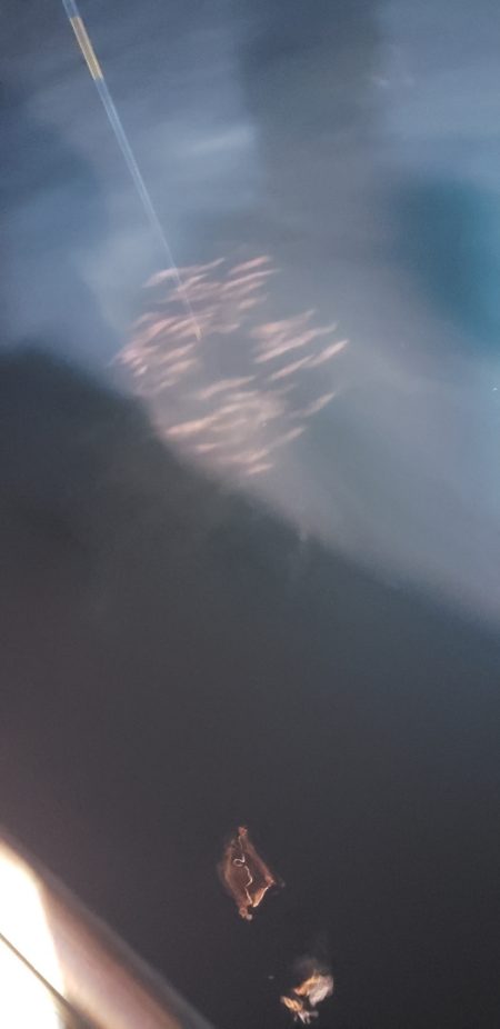 海龍丸(石川) 釣果