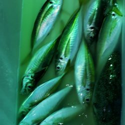 海龍丸（石川） 釣果