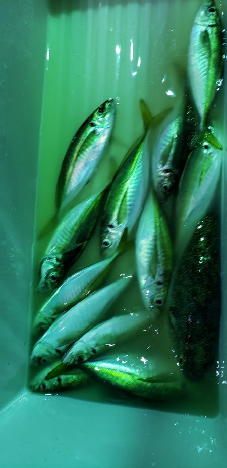 海龍丸（石川） 釣果