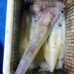 海龍丸（石川） 釣果