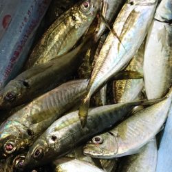 シースナイパー海龍 釣果