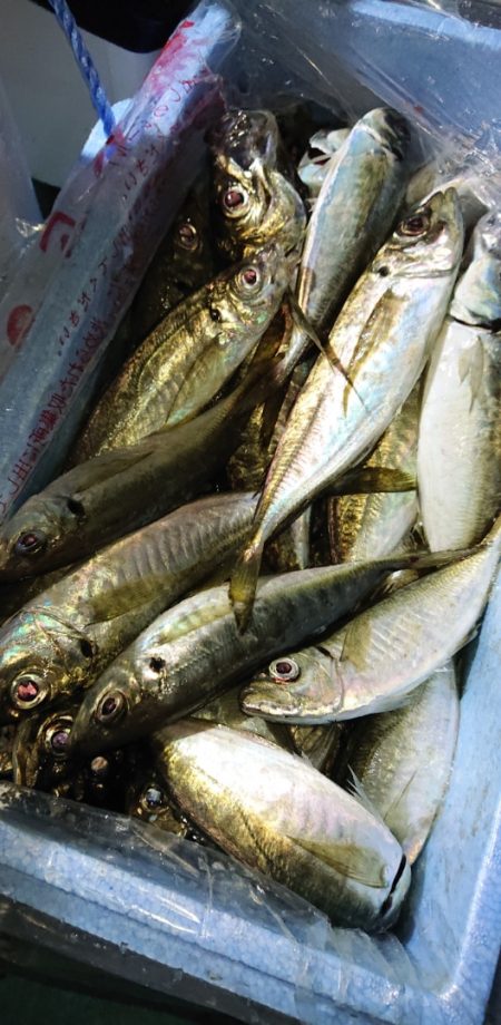 シースナイパー海龍 釣果