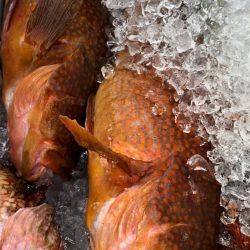 あみや渡船 JIGBOY 釣果