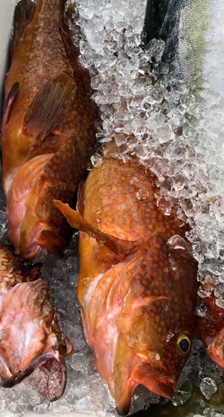 あみや渡船 JIGBOY 釣果