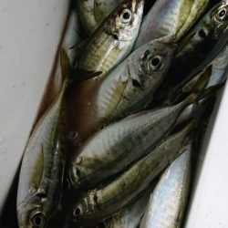 シースナイパー海龍 釣果