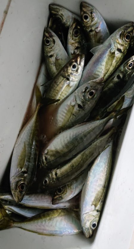 シースナイパー海龍 釣果