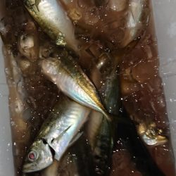 シースナイパー海龍 釣果