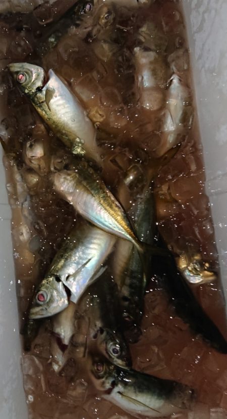 シースナイパー海龍 釣果