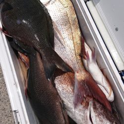 シースナイパー海龍 釣果