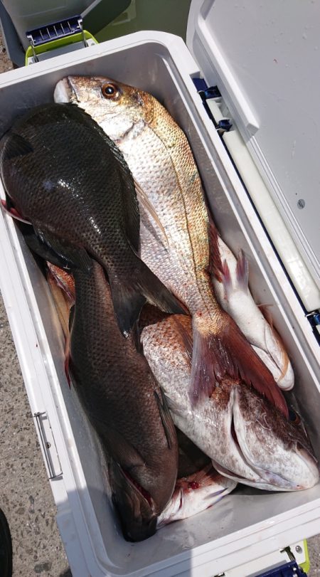 シースナイパー海龍 釣果