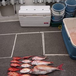 ARCADIAⅡ （アルカディアⅡ） 釣果