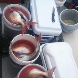 ブルドック 釣果