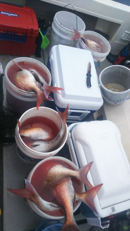 ブルドック 釣果