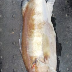 第二龍勢丸 釣果