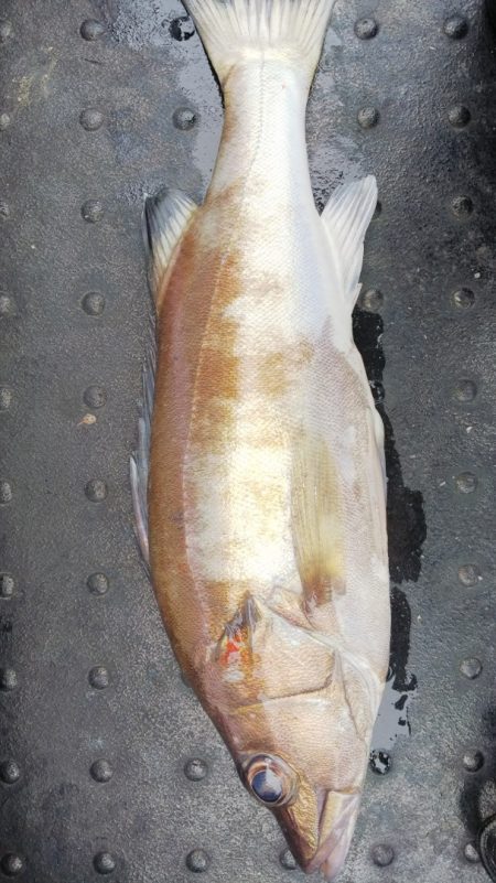 第二龍勢丸 釣果