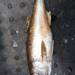 第二龍勢丸 釣果