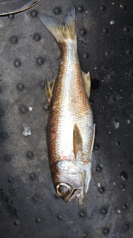 第二龍勢丸 釣果