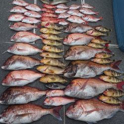 ARCADIAⅡ (アルカディアⅡ) 釣果