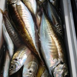 金沢八景鴨下丸 釣果