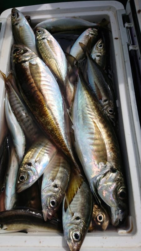 金沢八景鴨下丸 釣果