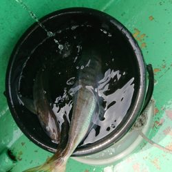 金沢八景鴨下丸 釣果