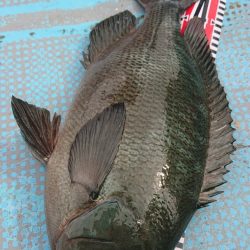 シースナイパー海龍 釣果