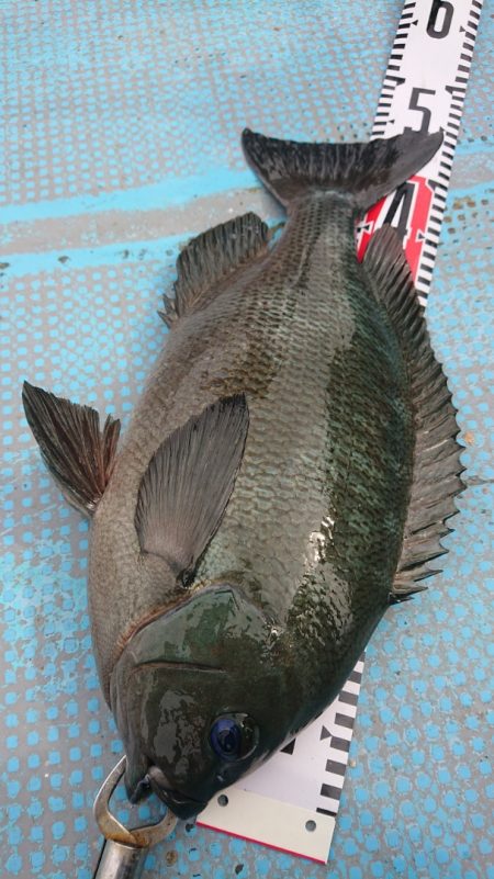 シースナイパー海龍 釣果